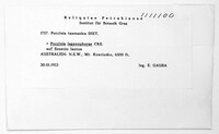 Puccinia tasmanica image